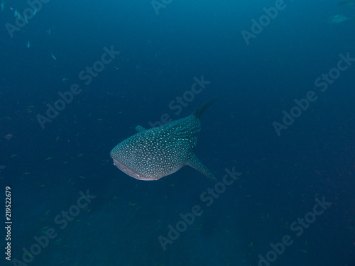 Whale shark coming out of the depth