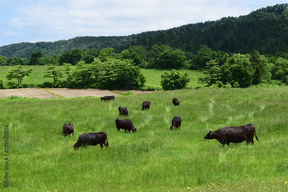 高原牧場の牛の群れ 高原牧場の牛の群れ