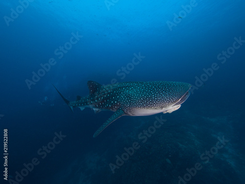 Whale shark from top right side
