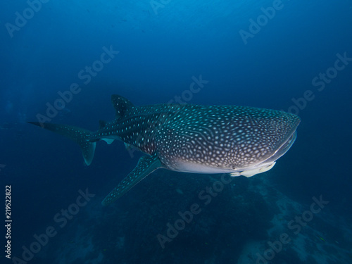 Whale shark from top right side