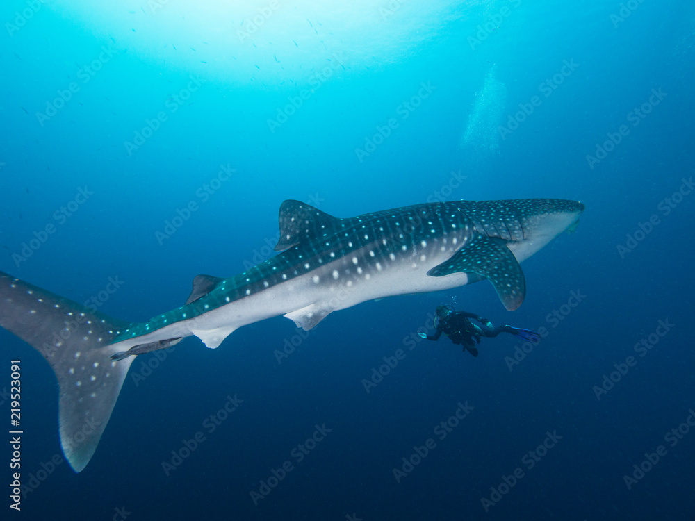 Naklejka premium Whale shark with a diver