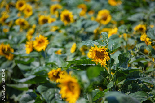 Fototapeta Naklejka Na Ścianę i Meble -  Sonnenblumen