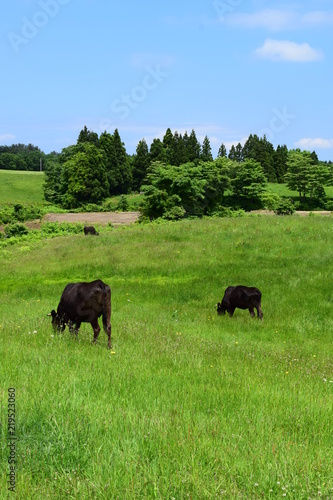 Fototapeta Naklejka Na Ścianę i Meble -  高原牧場の牛の群れ