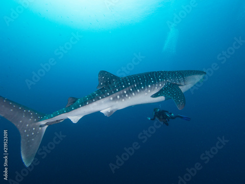 Whale shark with a diver