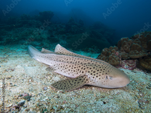 Fototapeta Naklejka Na Ścianę i Meble -  Leopard Shark resting on the sandy bottom