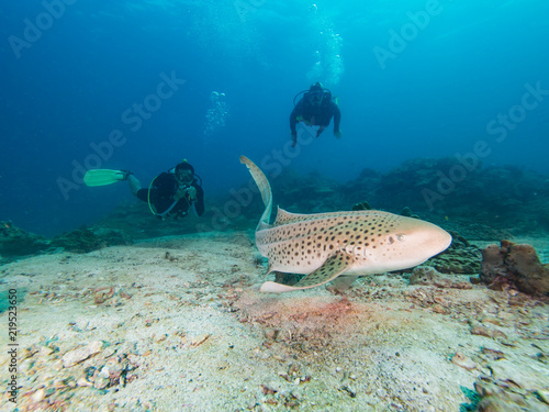Leopard Shark swimming with two divers behind