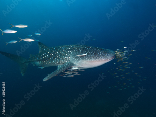 Whale shark with an entourage of fish around it