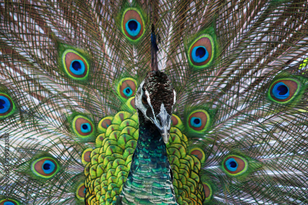 Obraz premium Peacock with tail in plume