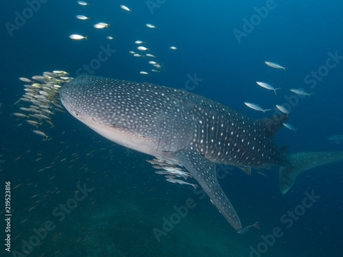 Whale sharkWhale shark with an entourage of fish around it