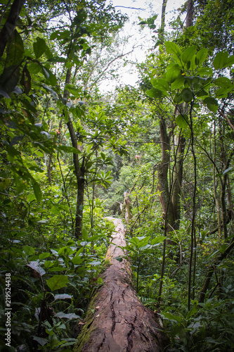 tree path