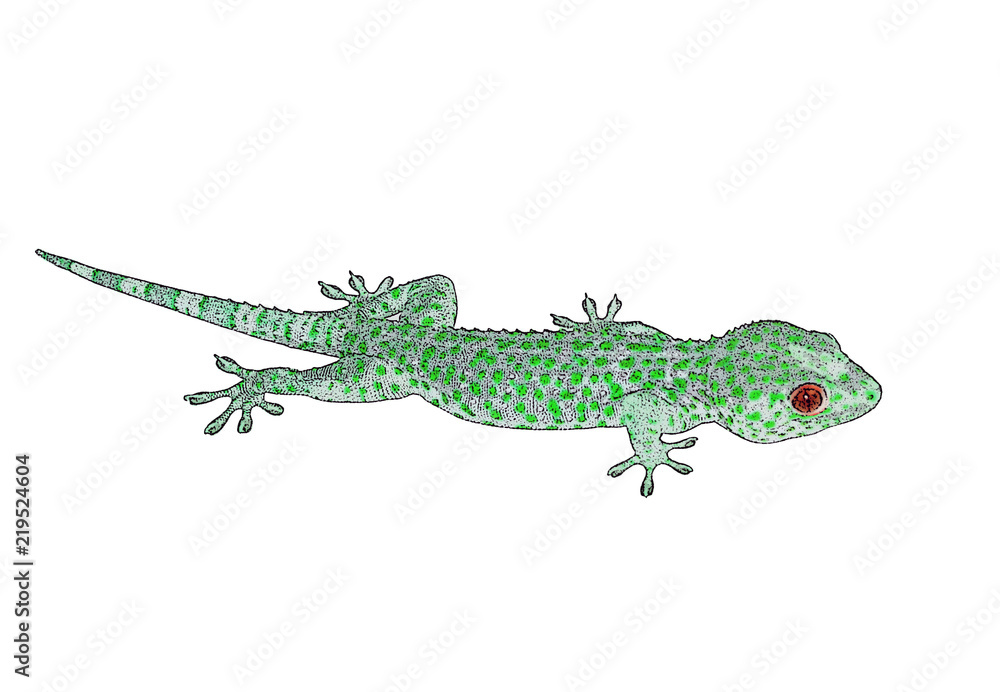 Fototapeta premium Green lizard.