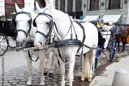 Horse-drawn Carriage in Vienna at the Stephan Cathedral
