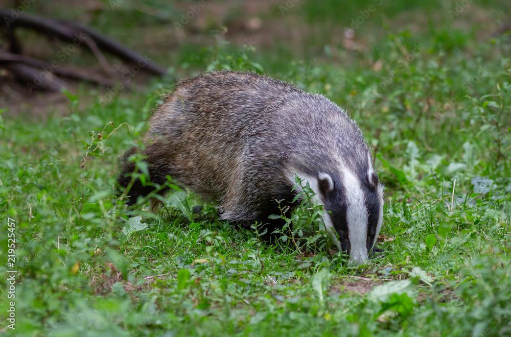 Obraz premium Badger in field