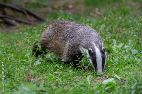 Badger in field