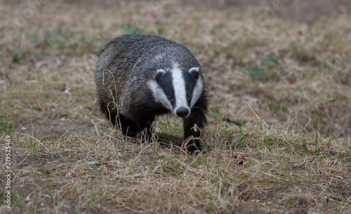 Badger in field