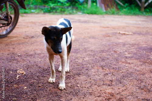 Fototapeta Naklejka Na Ścianę i Meble -  Dog face,White dog, Photography Portrait Thai Dog it is on street