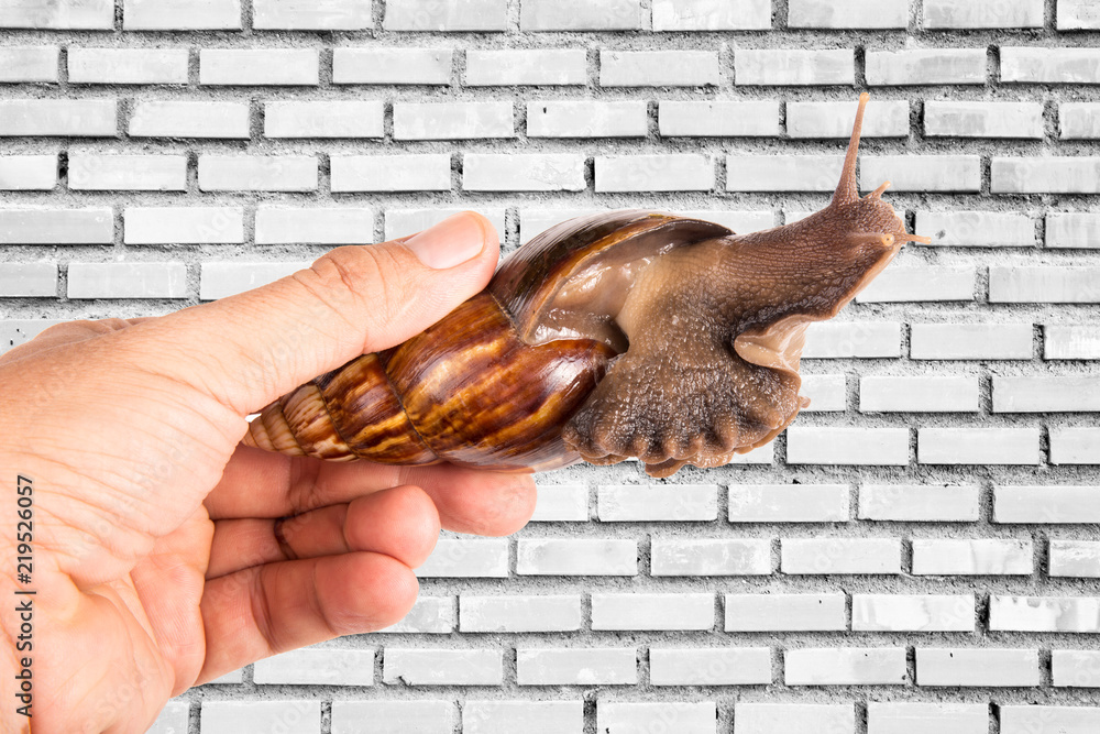 Snail with hand isolated on white background Snail with hand isolated on white background