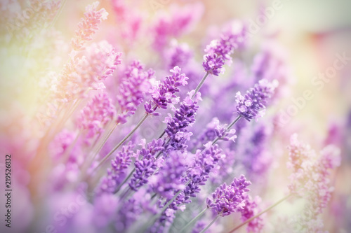 Selective and soft focus on lavender flower, lavender flowers in flower garden © PhotoIris2021