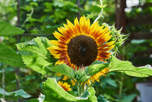 Fototapeta Naklejka Na Ścianę i Meble -  Decorative yellow orange sunflower