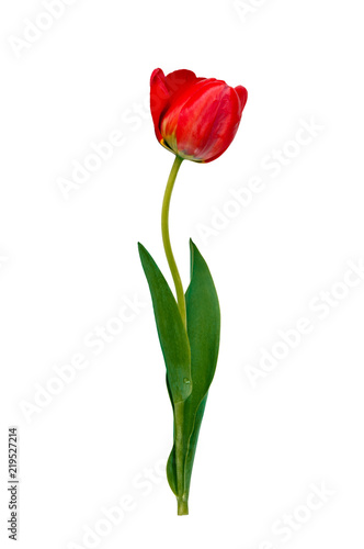 Blooming red tulip isolated on white background. Spring tulip flower with leaves.