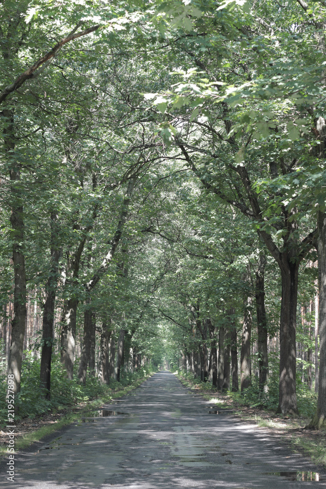forest road