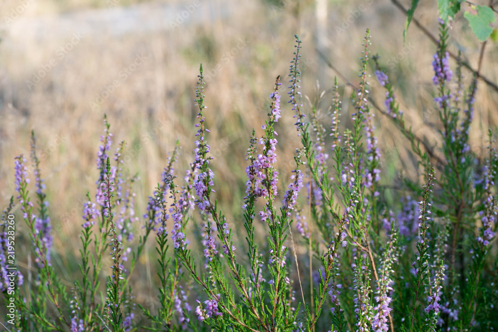 heather flowers macro heather flowers macro