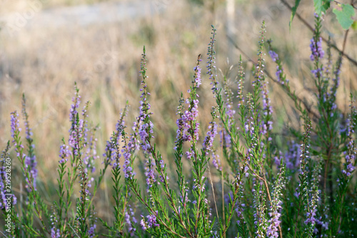 heather flowers macro