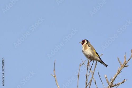 Goldfinch (Carduelis carduelis), Crete 