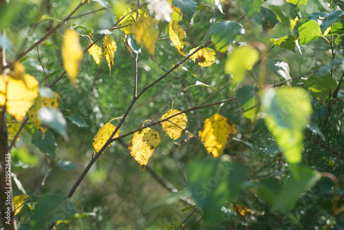 yellow birch leaves on twig macro