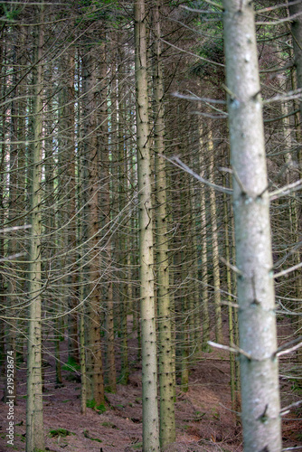 Dead Trees