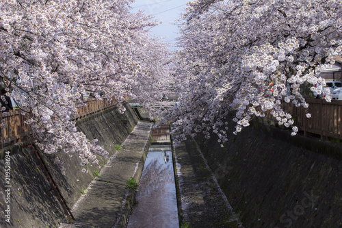 大垣の桜／岐阜県大垣市 photo