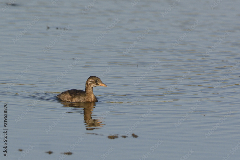 Juvenile Little Grebe - Tachybaptus ruficollis, Crete Juvenile Little Grebe - Tachybaptus ruficollis, Crete