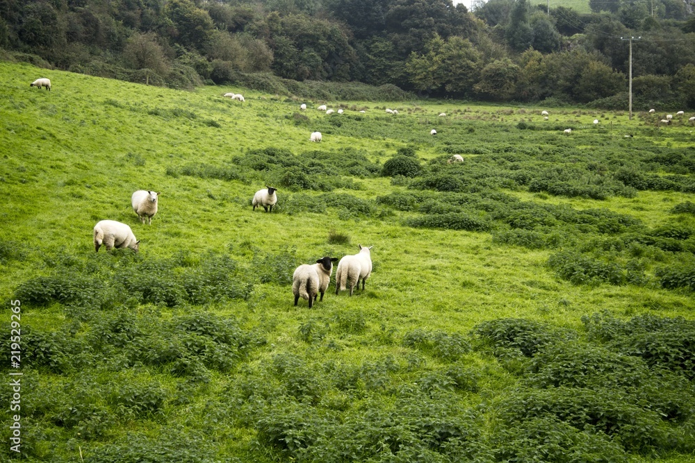 Fototapeta premium Some sheep scattered all over a sloped field with rough vegetation and trees at the end