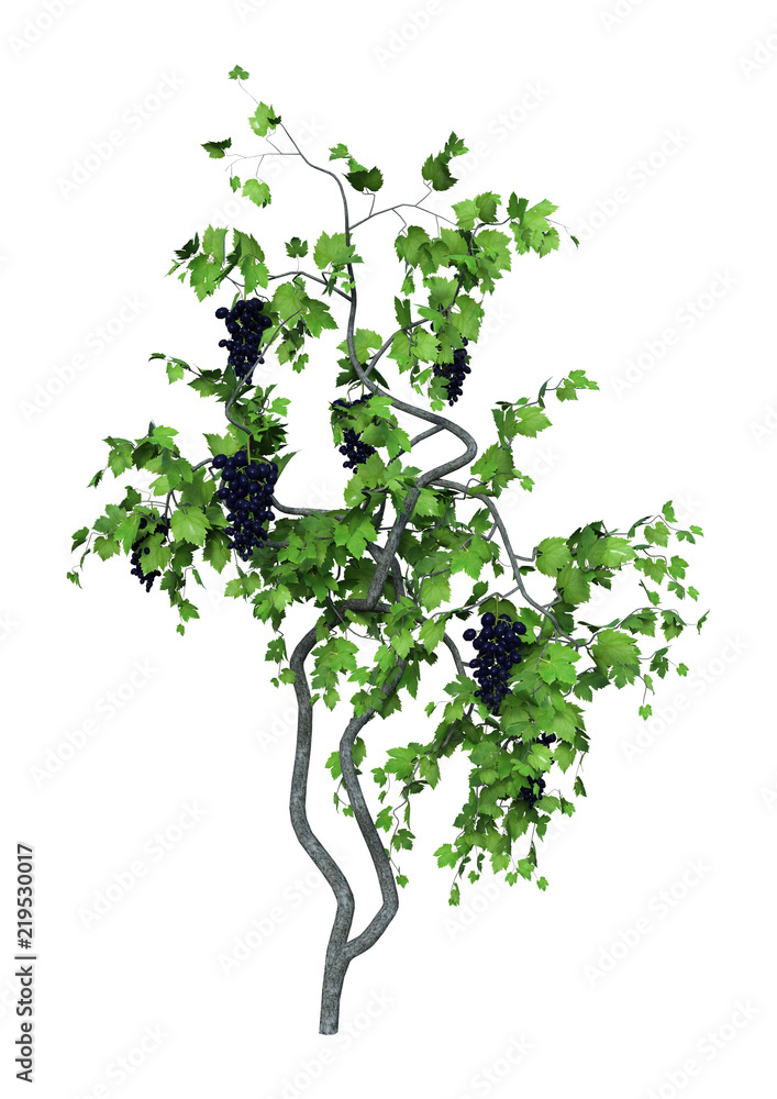 Naklejka premium 3D Rendering Grapevine on White