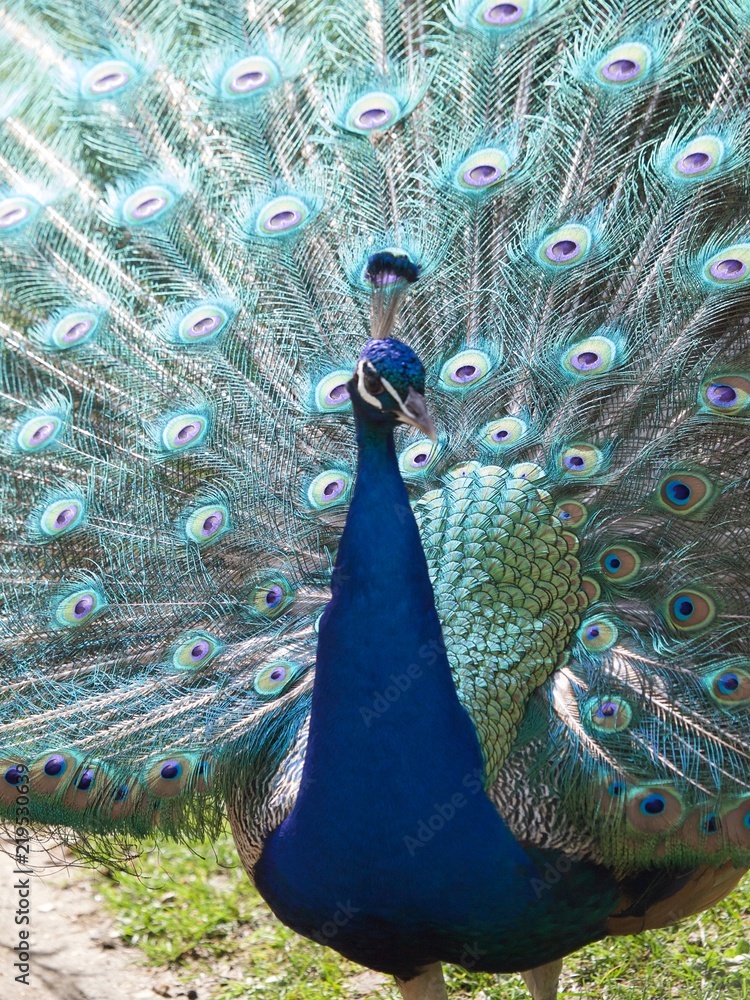 Obraz premium peacock / Parc de Bagatelle,Paris