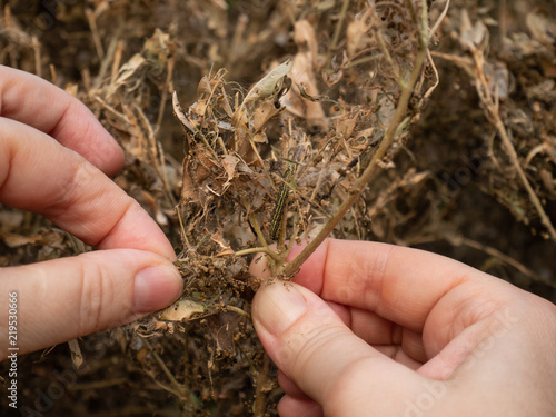 hand shows how Box Tree Moth destroy hedge