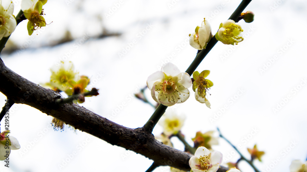 Plum blossom Plum blossom
