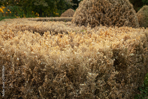 damege dry leaf of hedges in the park photo