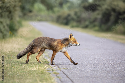 Red fox © Edwin Butter