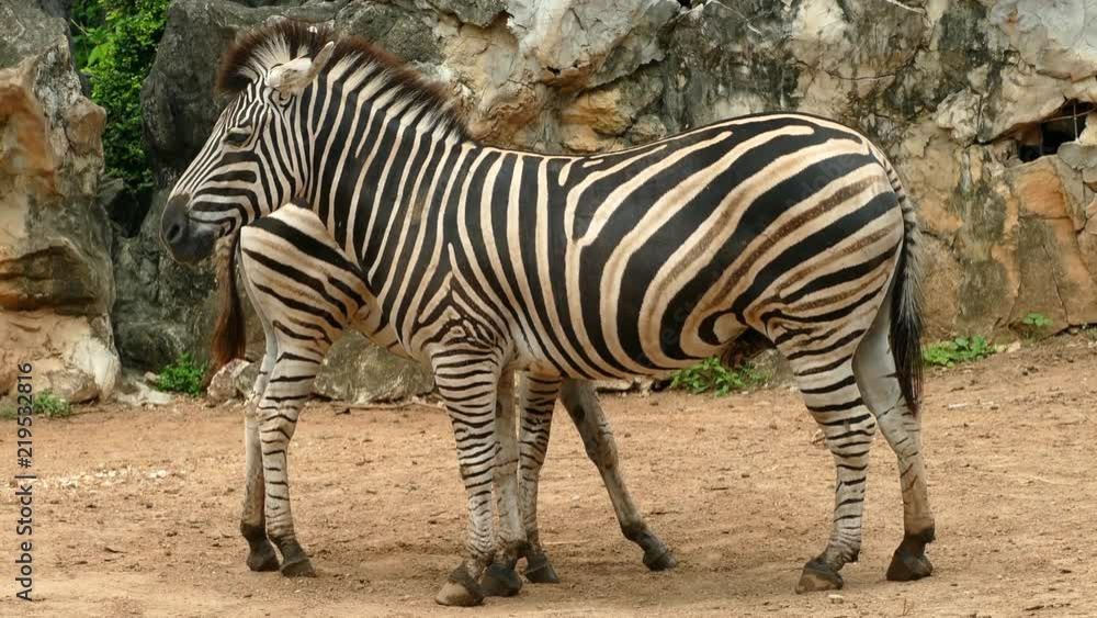 Two zebras standing close together in nature Two zebras standing close together in nature