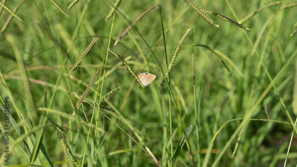 little butterfly Polyommatus Icarus on a background of green grass stems little butterfly Polyommatus Icarus on a background of green grass stems