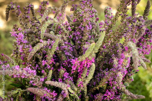 Autumn bouquet of purple forest flowers.