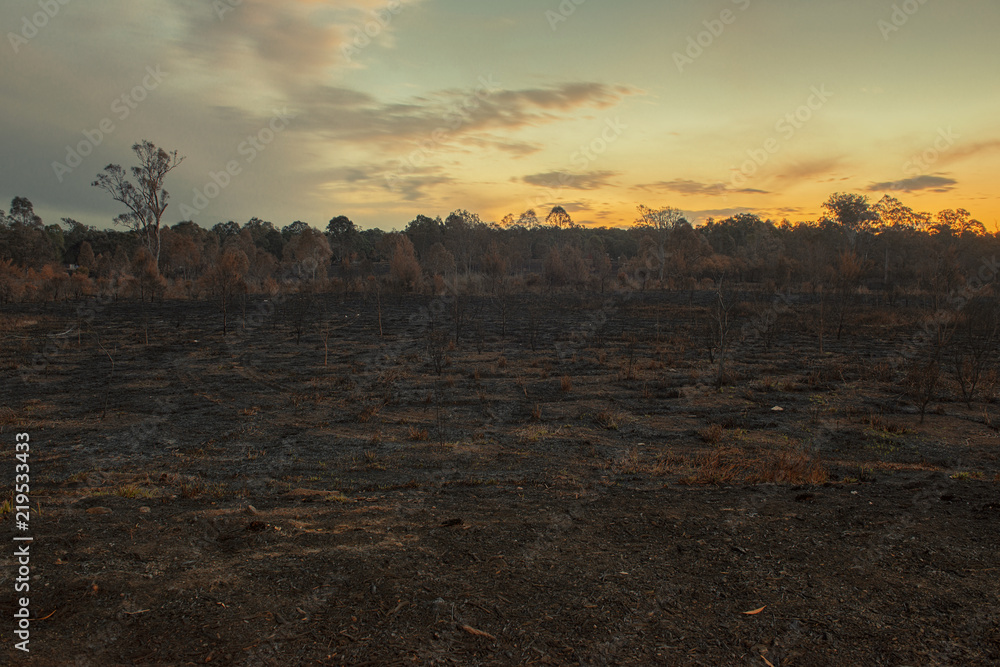 Result after a controlled fire burn near Collingwood Park, Ipswich City, Queensland, Australia.
