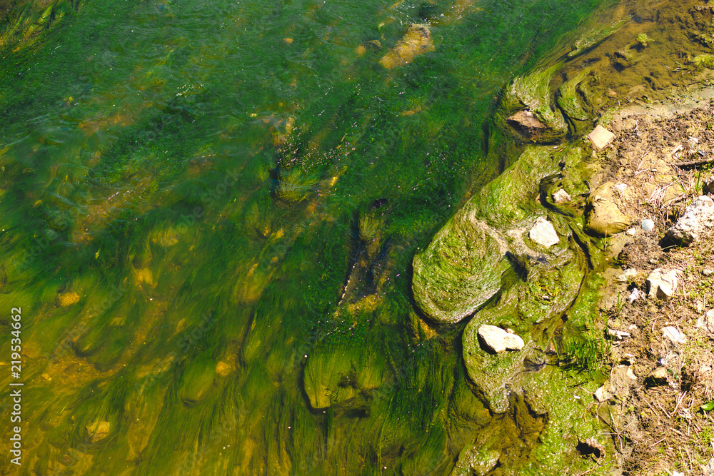 Algae Water pollution. Dirty pond, river, the lake . Environmental