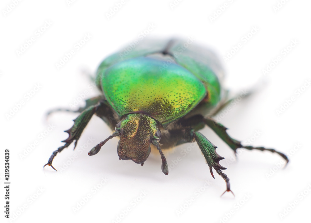 Green beetle isolated. Green beetle isolated.