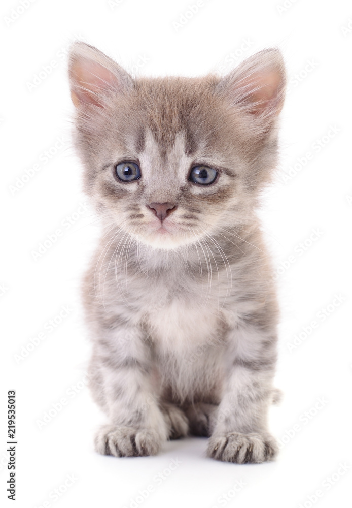 Small gray kitten.