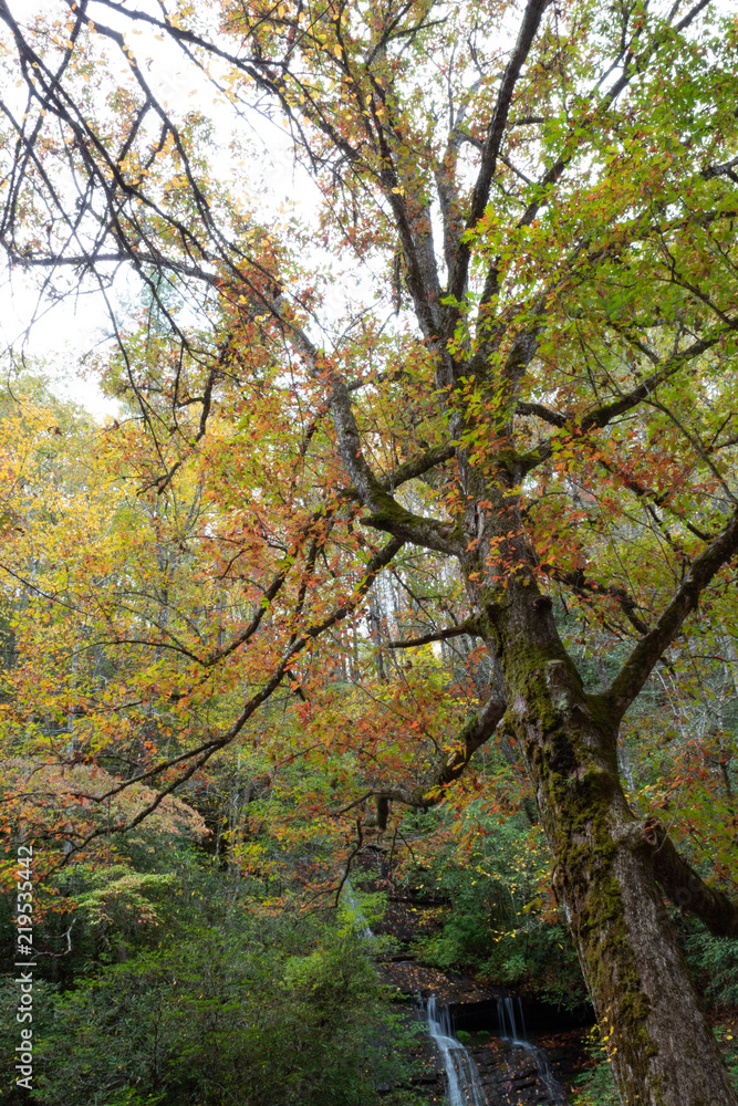 Fototapeta premium Leaning large old tree with moss and autumn leaves with waterfall in the background, Great Smoky Mountains, vertical aspect