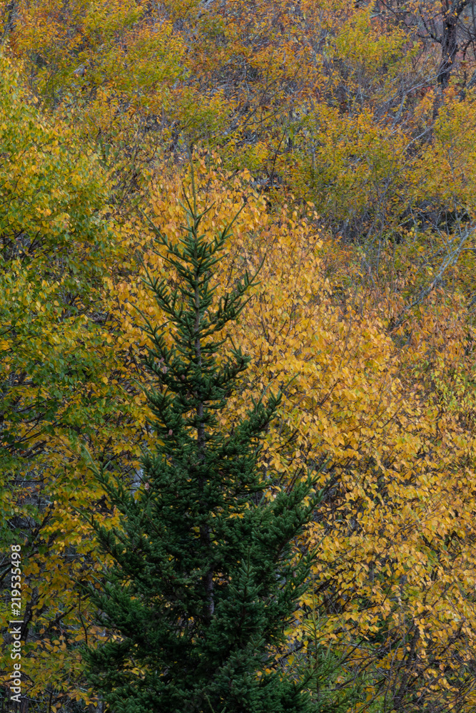 Single evergreen tree before yellow autumn leaves, Great Smoky Mountains, vertical aspect