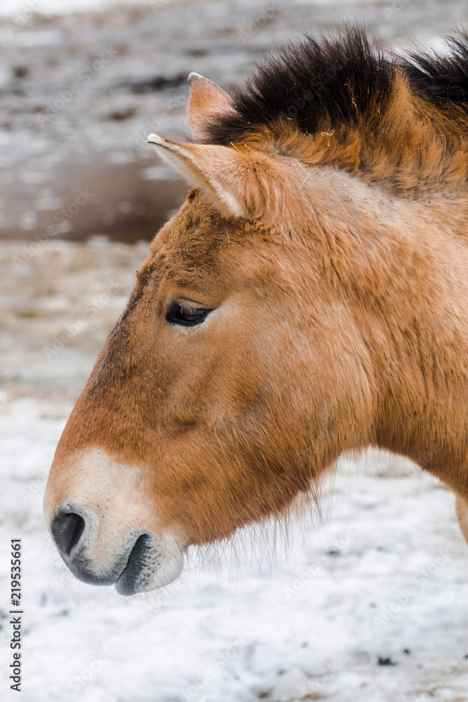 Fototapeta premium Przewalski's horse side portrait (Equus ferus przewalskii) with snow background
