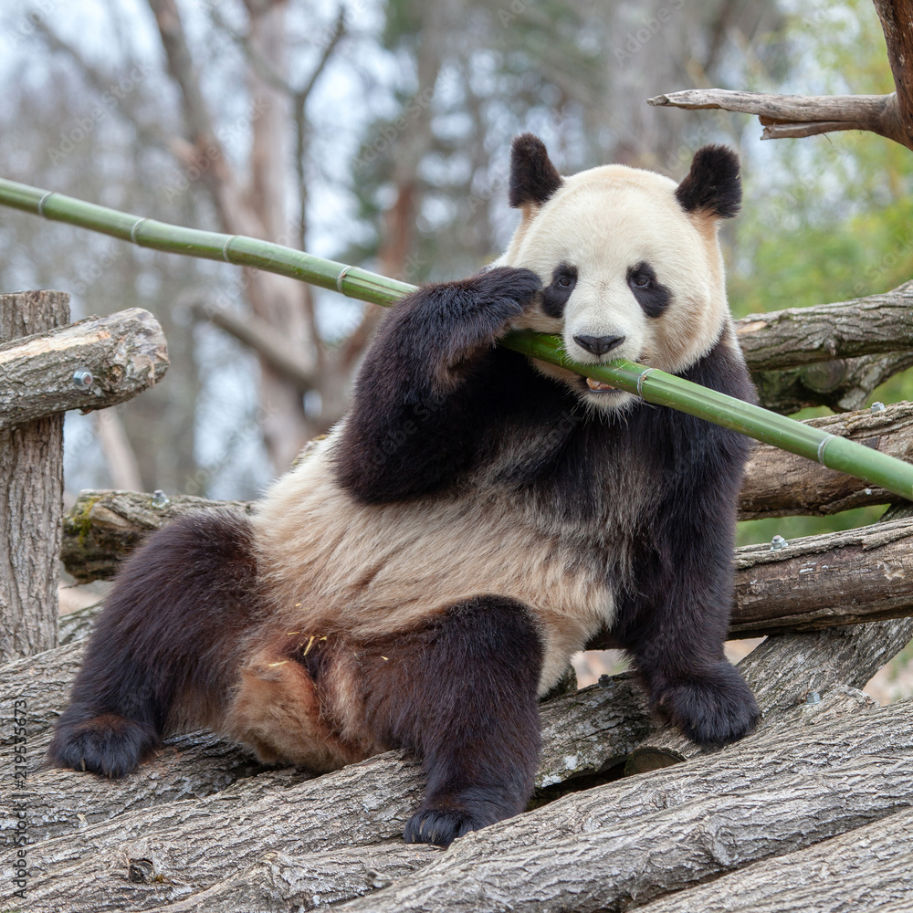 Fototapeta premium Panda géant (mâle) du zoo de Beauval